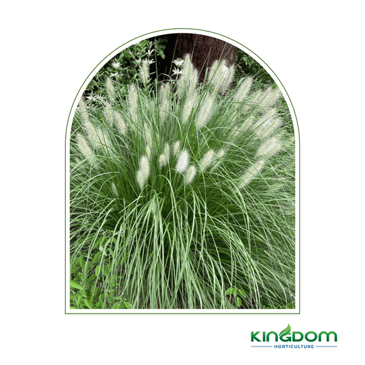 Pennisetum alopecuroides 'NAFRAY®' - compact dwarf fountain grass