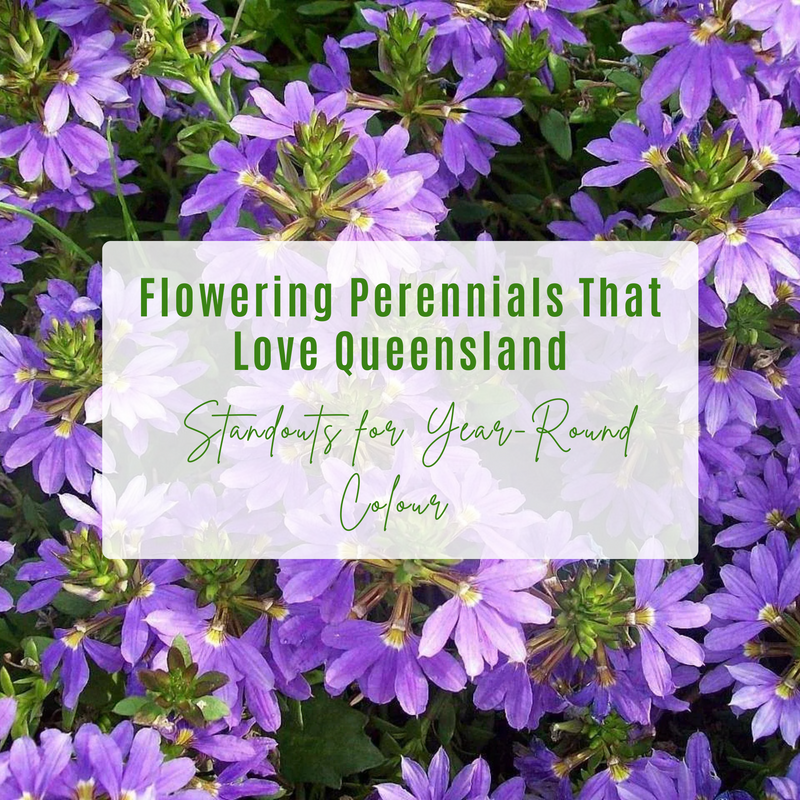 Flowering Perennials That Love Queensland