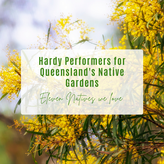 Hardy Performers for Queensland's Native Gardens