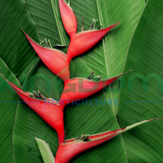 Heliconia bihai x caribaea 'Hot Rio Nights' - tropical plant with red and orange bracts