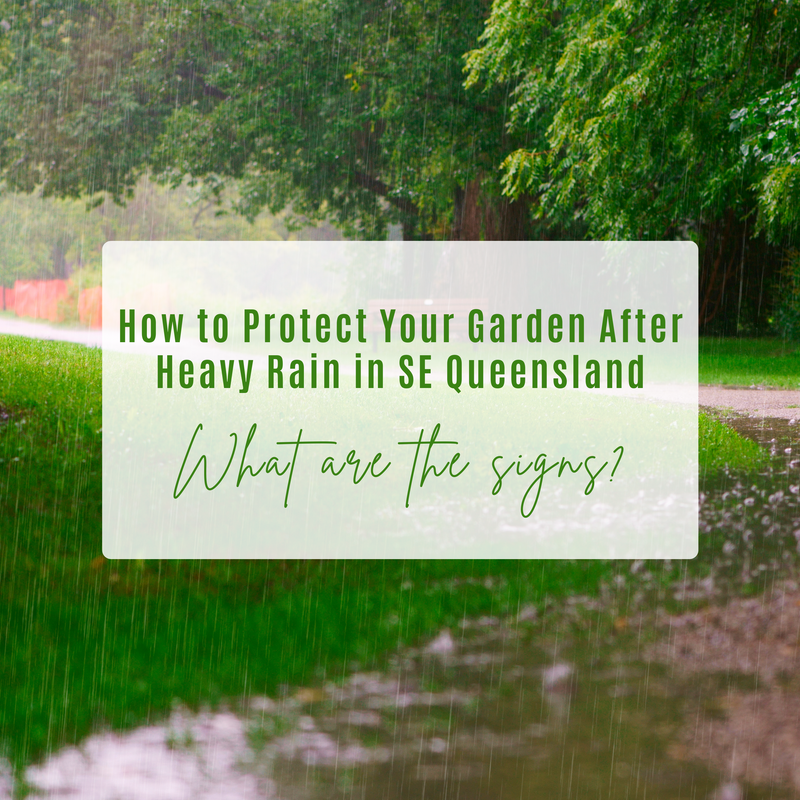 How to Protect Your Garden After Heavy Rain in SE Queensland