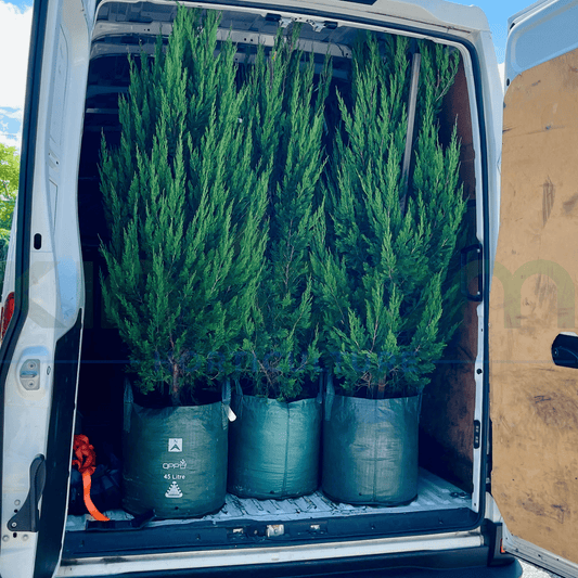 Juniperus chinensis 'Spartan' - narrow columnar juniper