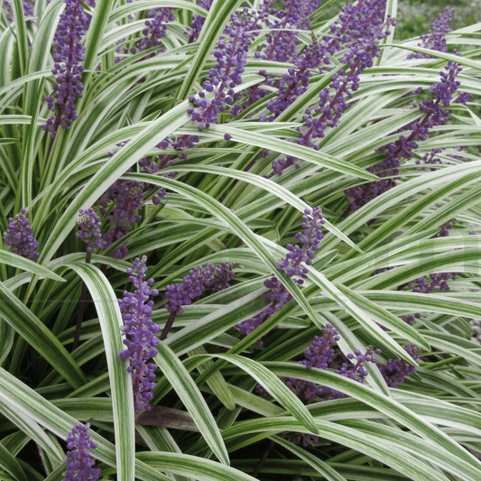 Liriope muscari 'Stripey White' - variegated lily turf with white-striped foliage