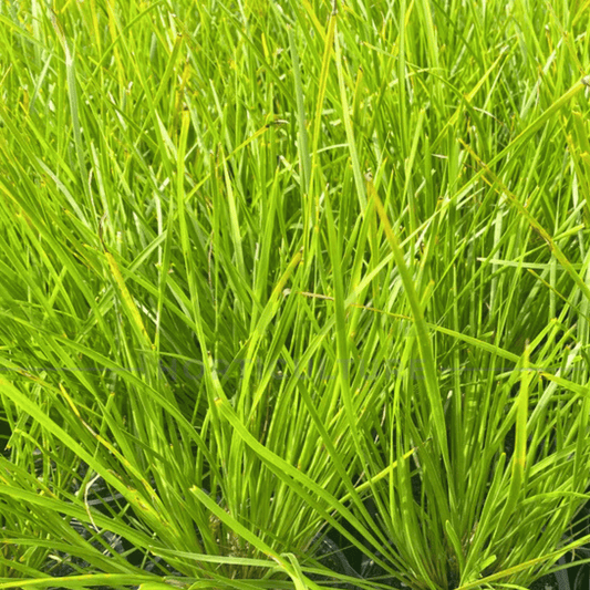 Lomandra confertifolia 'Lime Tuff' - lime green native grass
