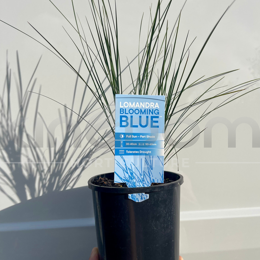Lomandra confertifolia rubiginosa 'Blooming Blue' - blue-grey native grass