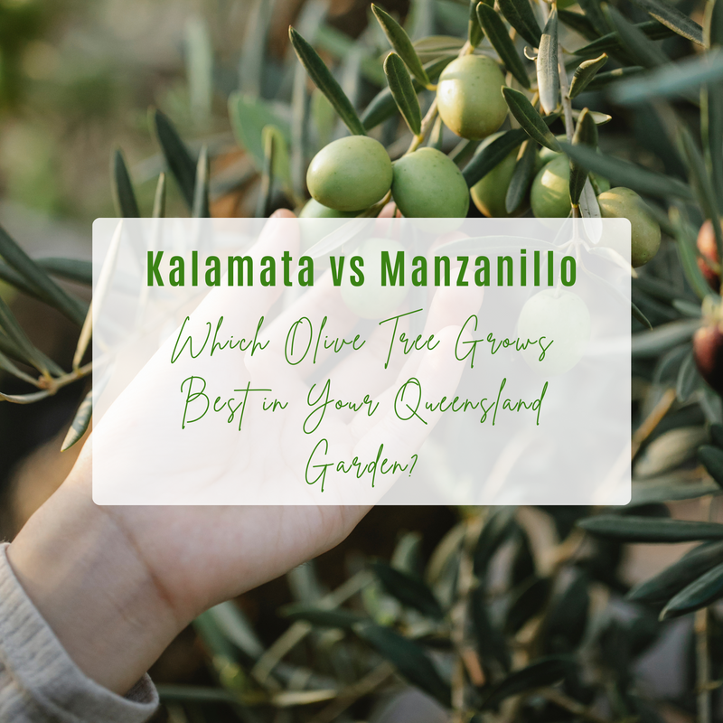 Olive Tree in Queensland