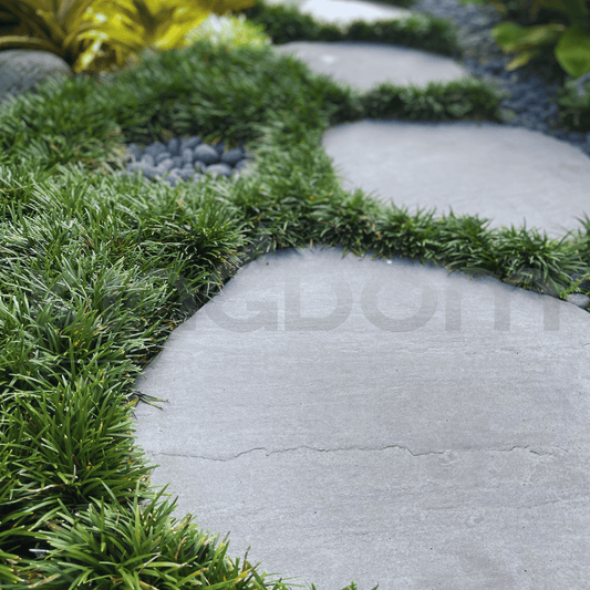 Ophiopogon japonicus Nana 'Dwarf Mondo Grass' - ultra-dwarf lawn alternative