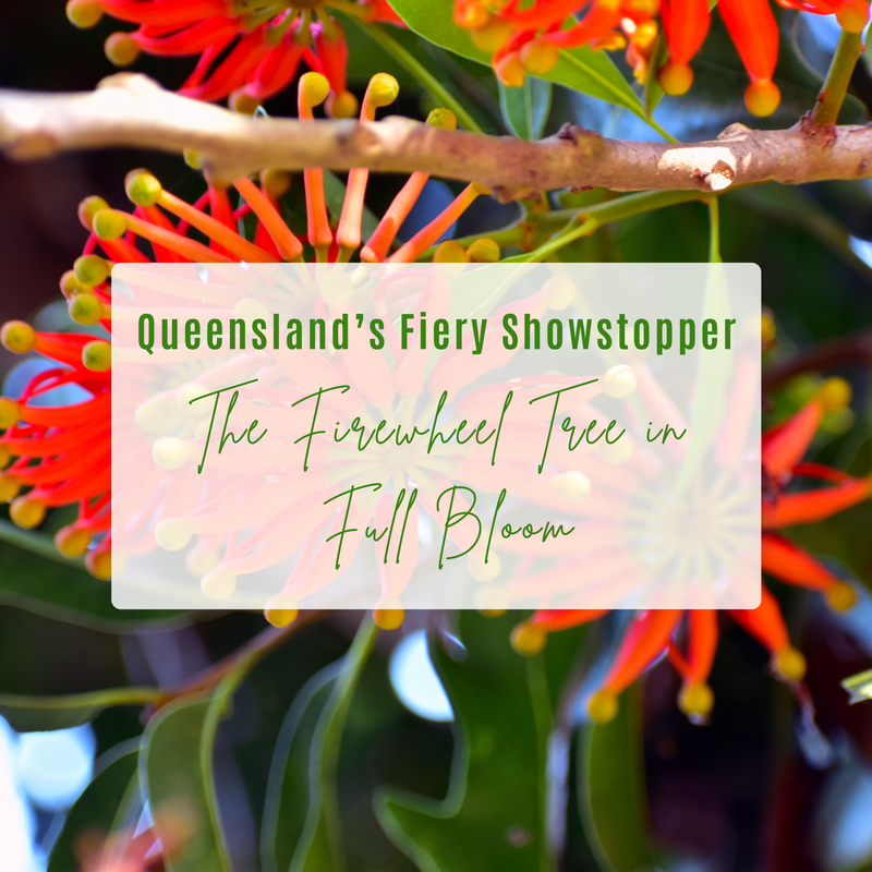 Discover the stunning Firewheel Tree (Stenocarpus sinuatus)—a native Queensland beauty bursting with fiery red blooms this winter. Learn how to grow it, why it thrives locally, and how it supports native wildlife.