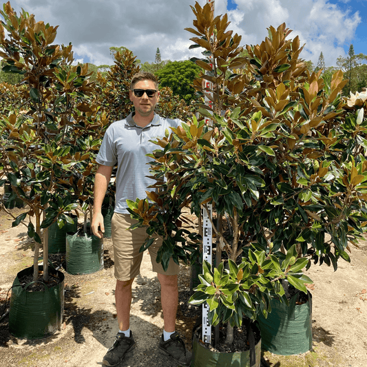 Magnolia grandiflora 'Little Gem' - compact magnolia with fragrant white flowers
