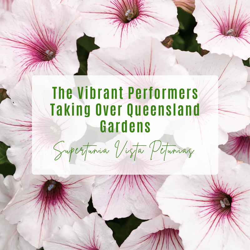 Supertunia Vista Petunias for Queensland