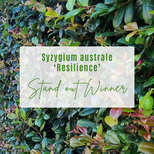 Why Syzygium australe ‘Resilience’ is the best lilly pilly hedge for Queensland gardens