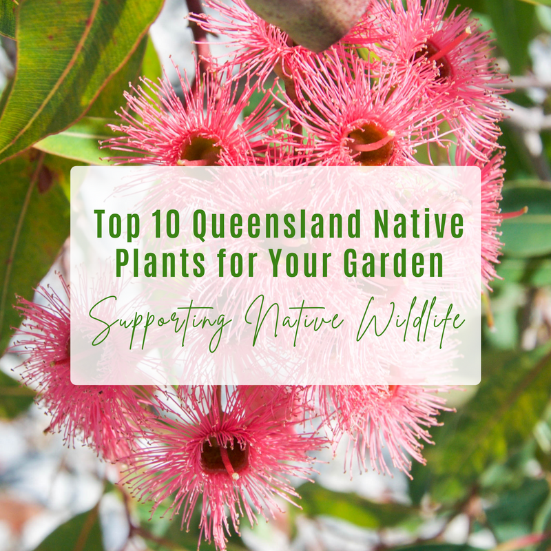 Top 10 Queensland Native Plants – A selection of drought-tolerant Australian plants perfect for creating a low-maintenance, wildlife-friendly garden