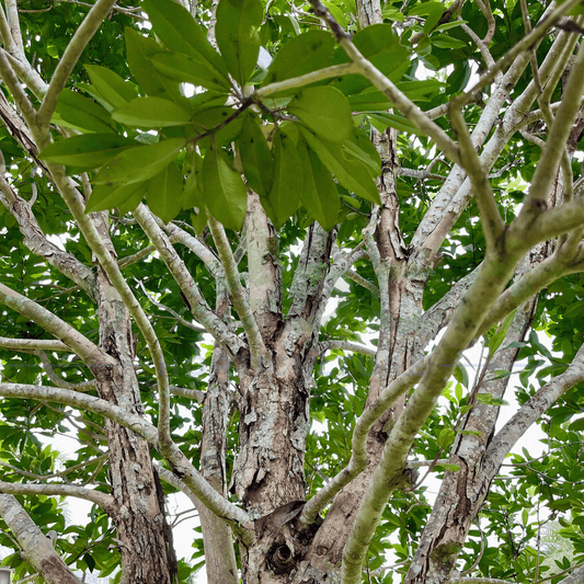 Tristaniopsis laurina 'Luscious' QLD Water Gum - native tree with glossy foliage