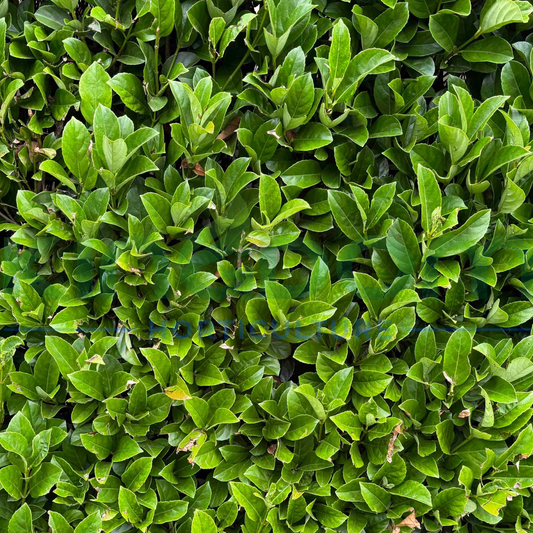 Viburnum odoratissimum 'Dense Fence' - dense privacy screening plant