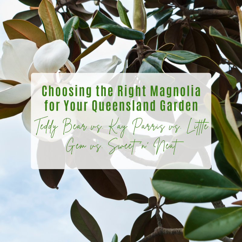 Discover the best Magnolia for your Queensland garden. Compare Teddy Bear, Kay Parris, Little Gem & Sweet ‘n’ Neat—ideal for privacy, fast growth, and landscaping.