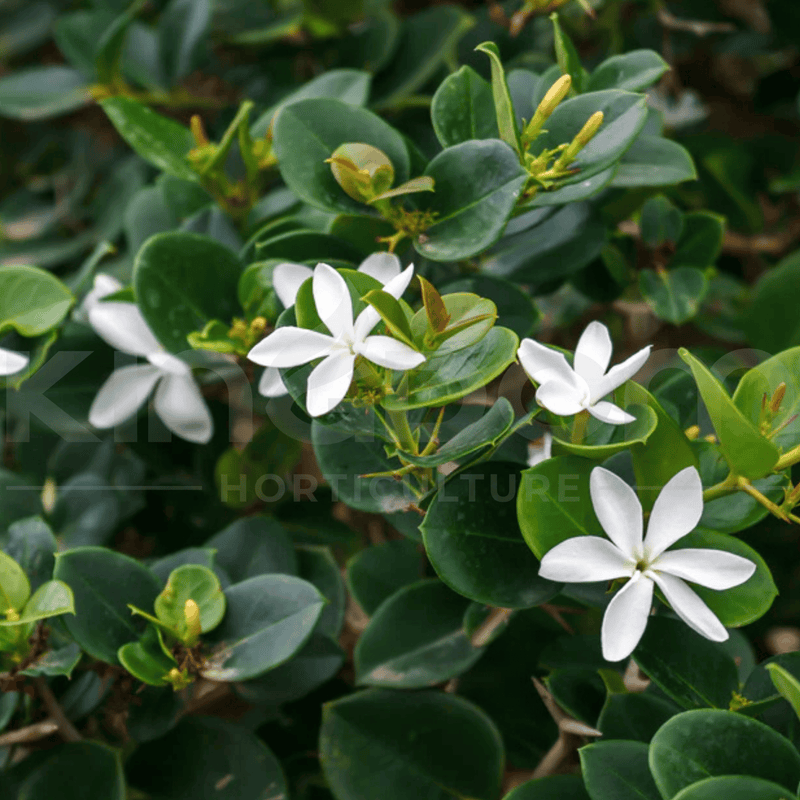 Large Shrubs for Queensland
