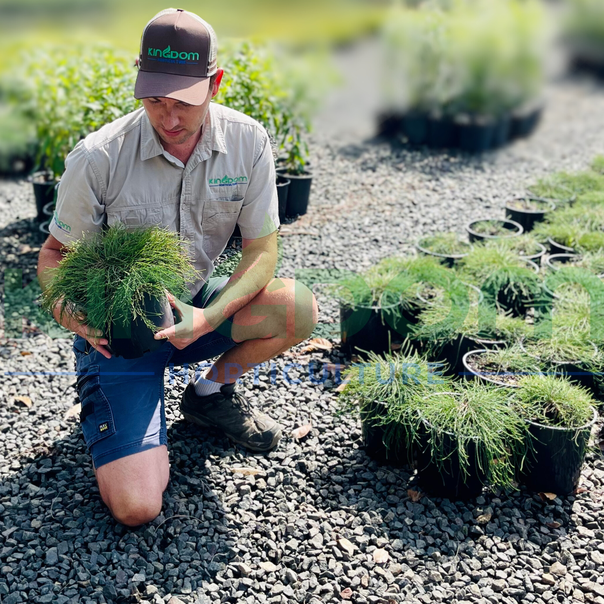 Groundcovers for Queensland