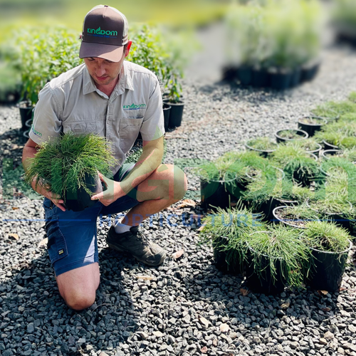 Groundcovers for Queensland