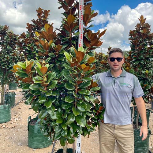 Magnolias for Queensland