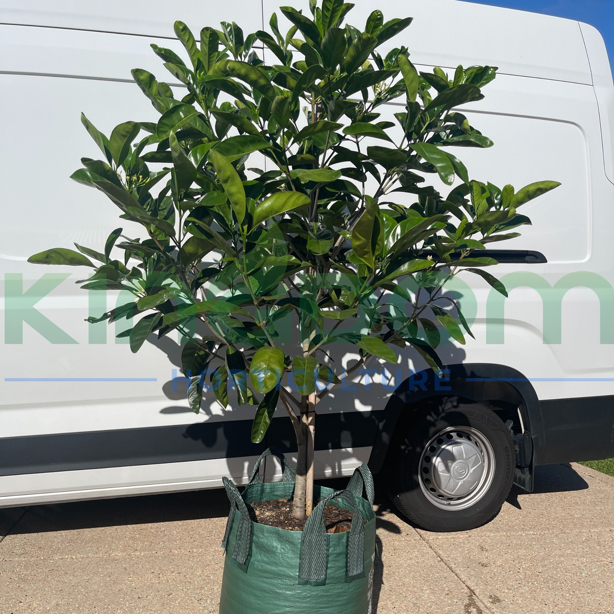 Tropical Plants for Queensland