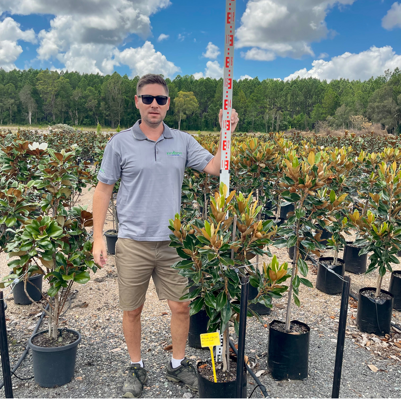 Small Trees for Queensland