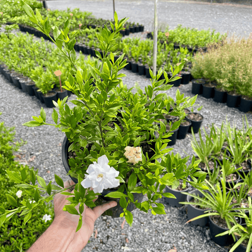 Small Shrubs for Queensland