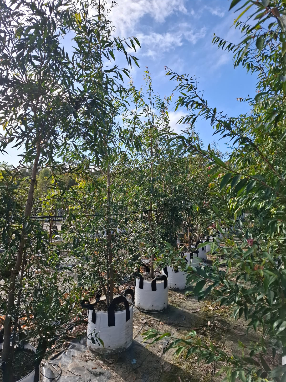 Kingdom Horticulture