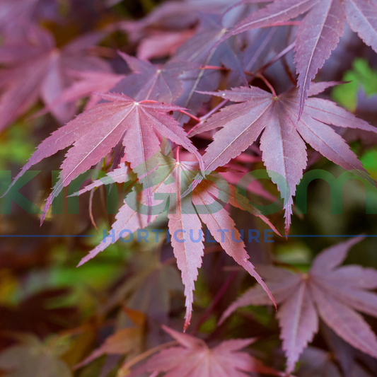 Acer palmatum Atropurpureum 'Purple Maple' Kingdom Horticulture