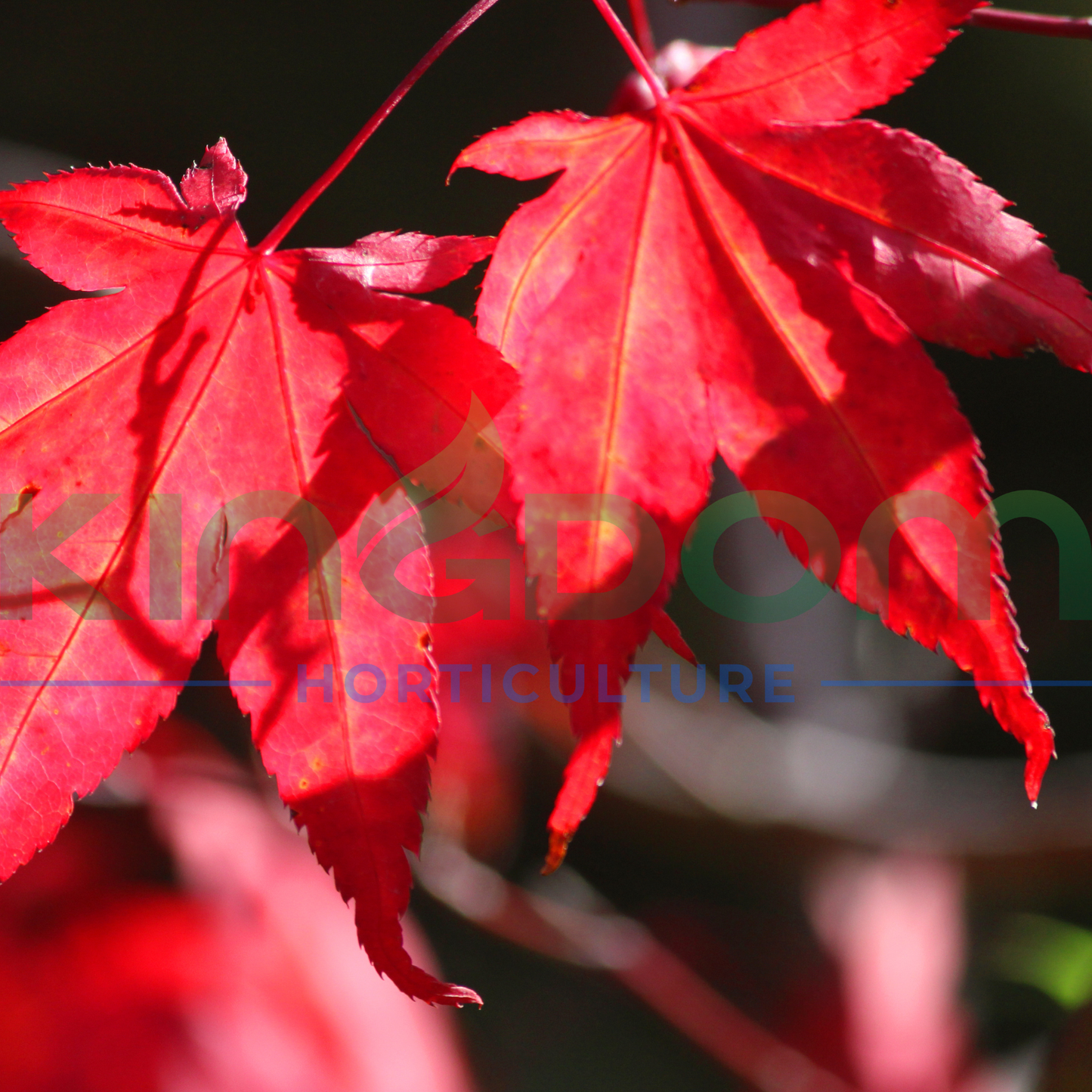 Acer palmatum 'Osakazuki' Kingdom Horticulture