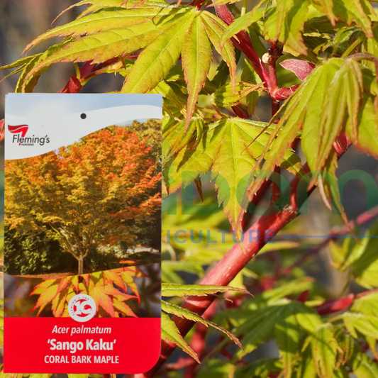 Acer palmatum 'Sango Kaku' Kingdom Horticulture