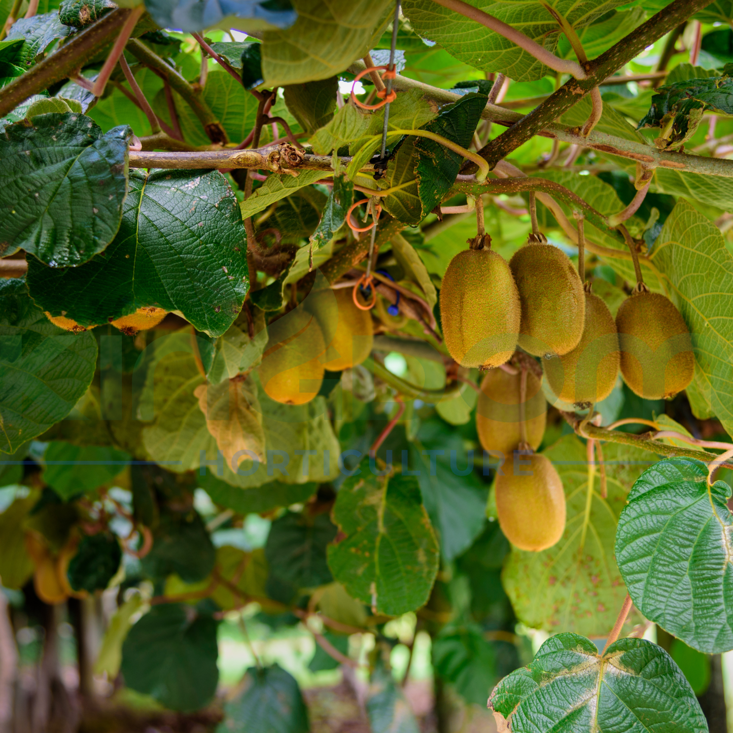 Kiwi Fruit | Duo Pack | Male & Female Plants Kingdom Horticulture