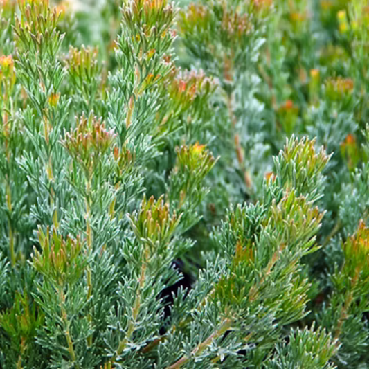 Adenanthos cunninghamii ‘Lighthouse’ Kingdom Horticulture