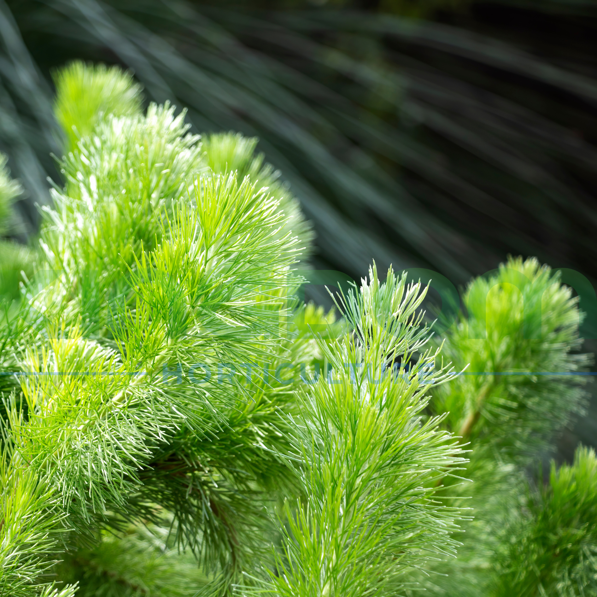 Kingdom Horticulture