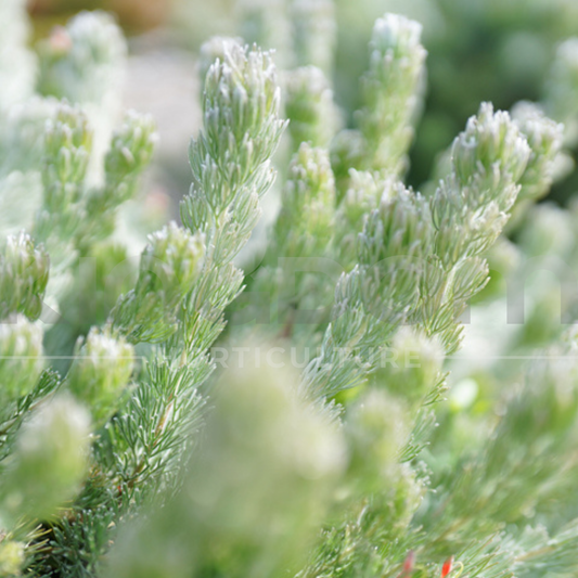 Adenanthos sericeus ‘Silver Wave’ Kingdom Horticulture