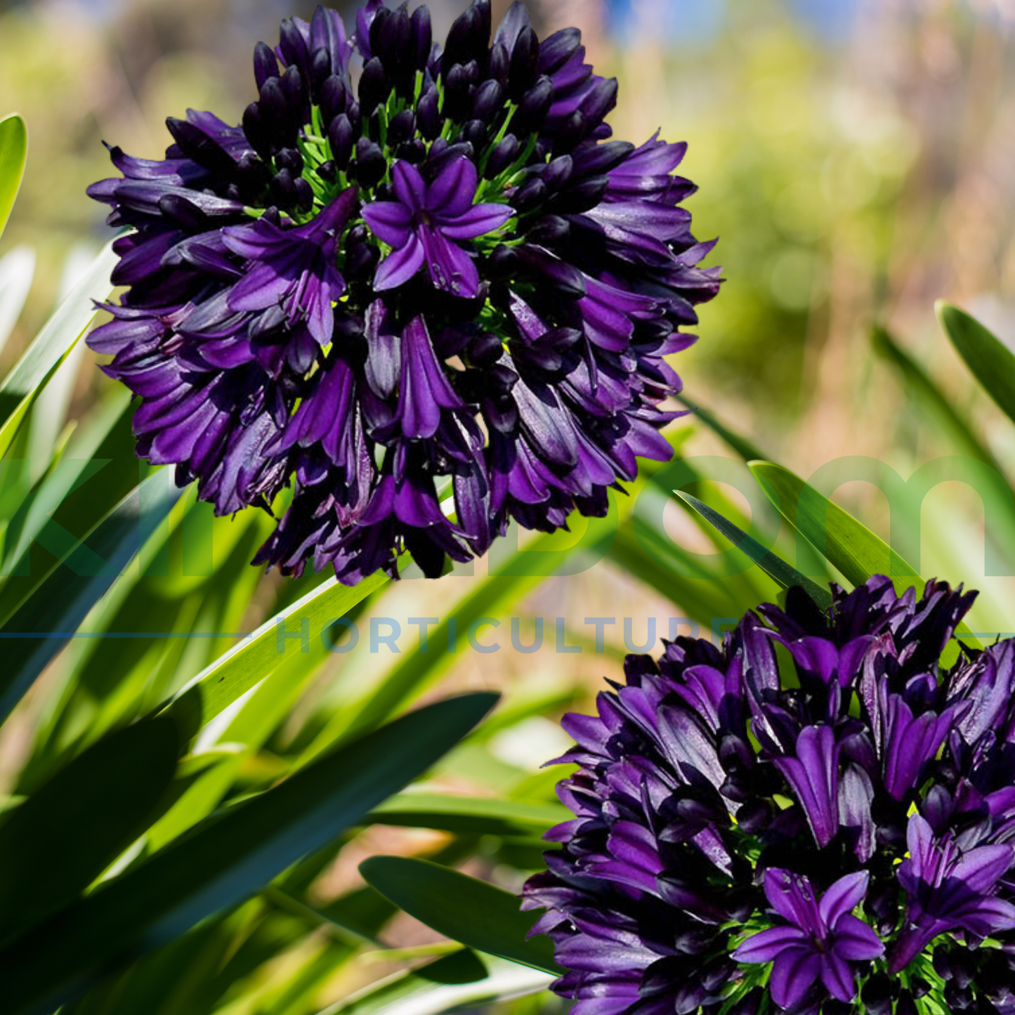 Agapanthus ‘Black Jack’ Kingdom Horticulture
