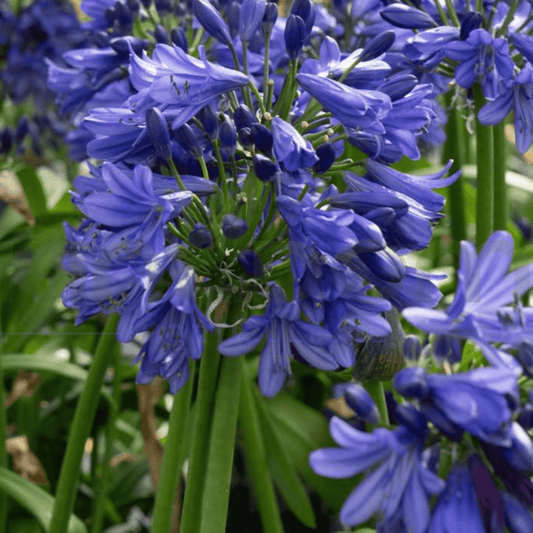 Agapanthus Hybrid 'Blue Thunder' - Kingdom Horticulture Kingdom Horticulture