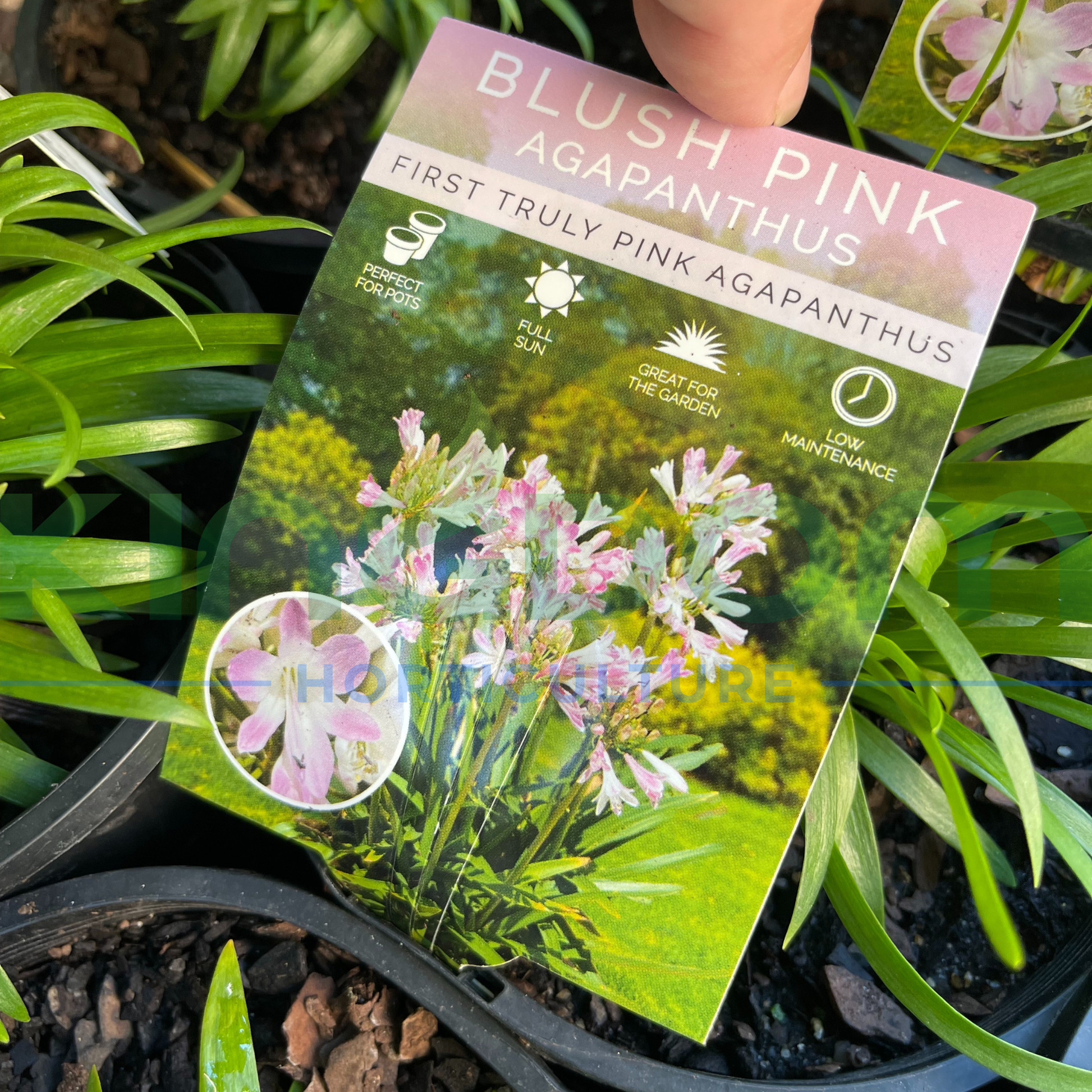 Kingdom Horticulture