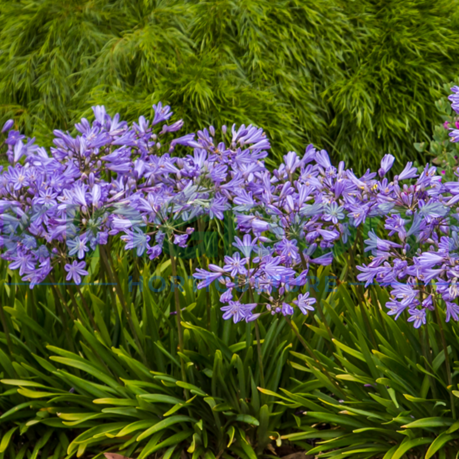 Kingdom Horticulture