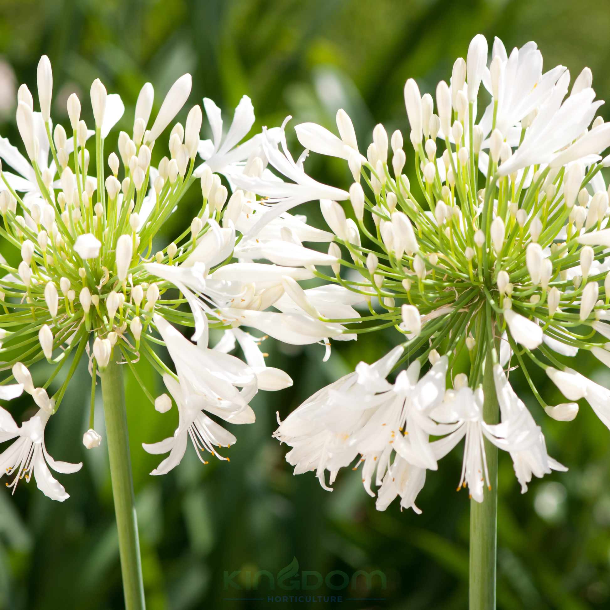 Kingdom Horticulture