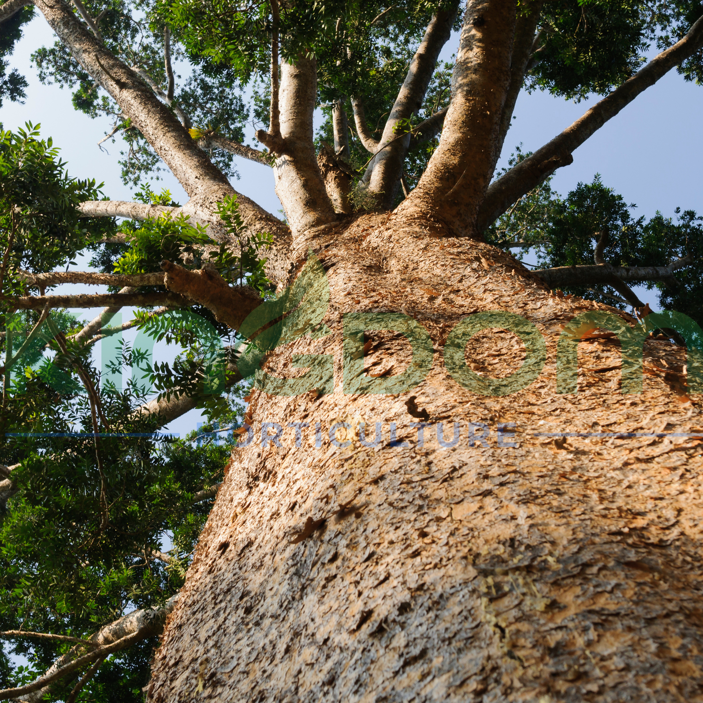 Agathis robusta 'Kauri Pine' Kingdom Horticulture