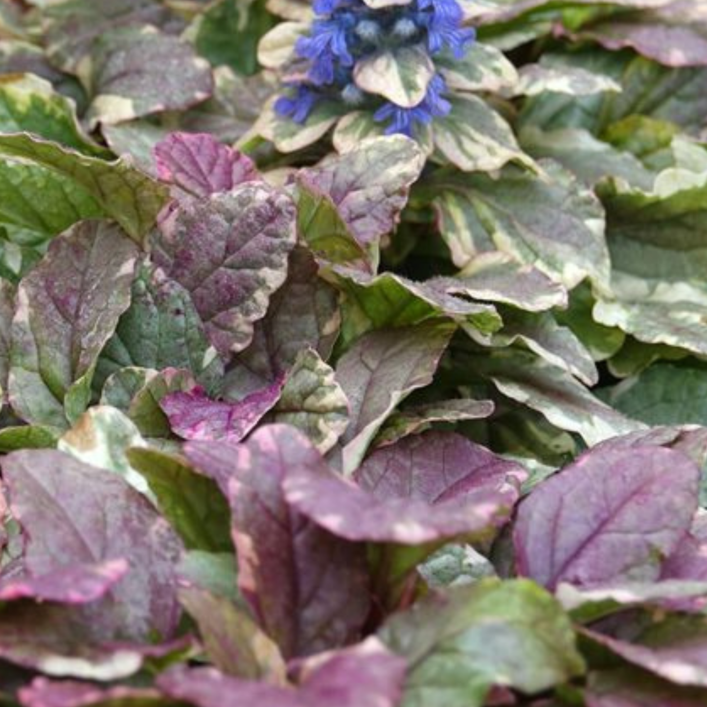 Ajuga reptans 'Burgundy Lace' Kingdom Horticulture
