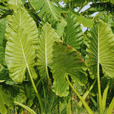 Alocasia macrorrhizos 'Giant Elephant Ear' | Multiple Sizes - Kingdom Horticulture