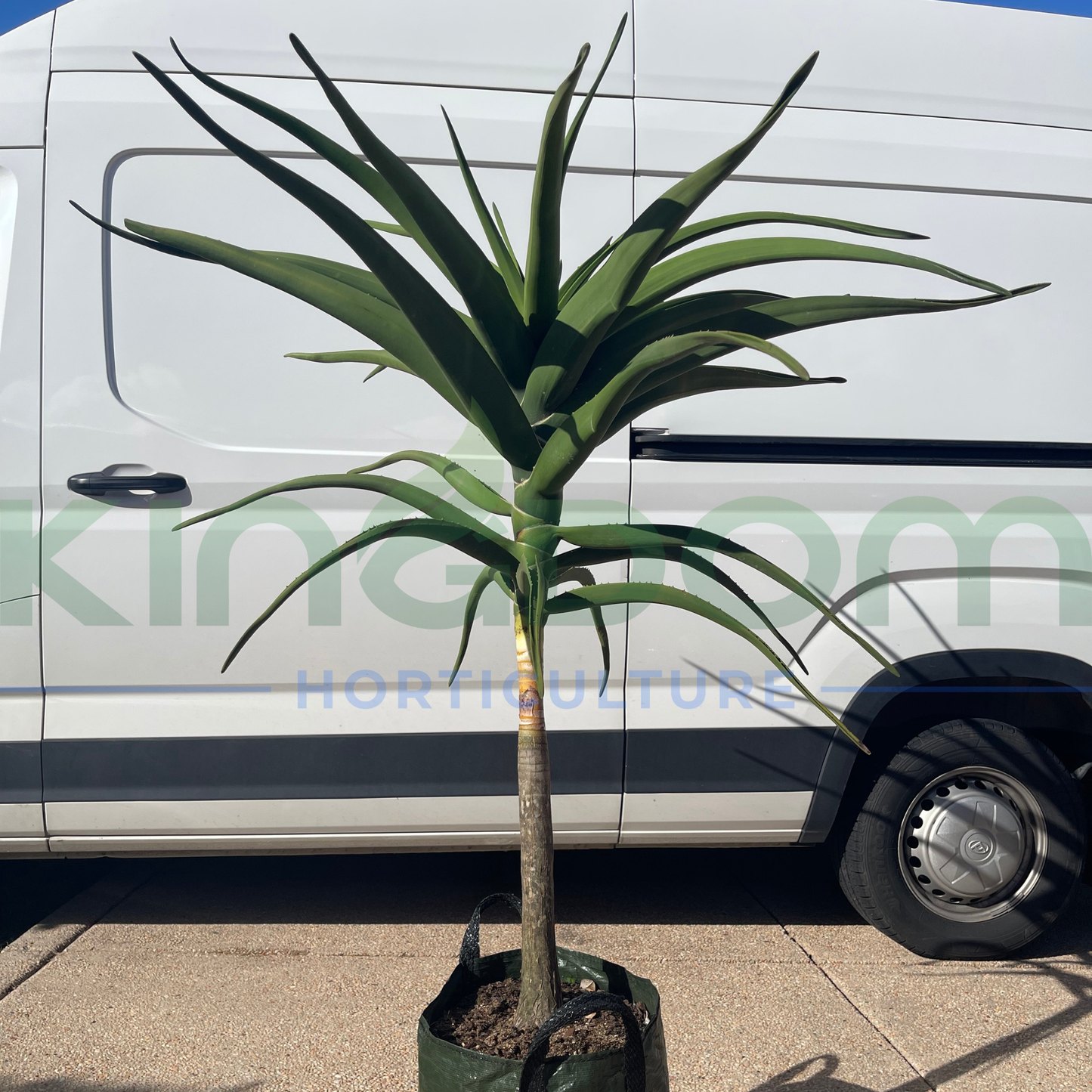 Aloe barberae 'Tree Aloe' | Single Head Kingdom Horticulture