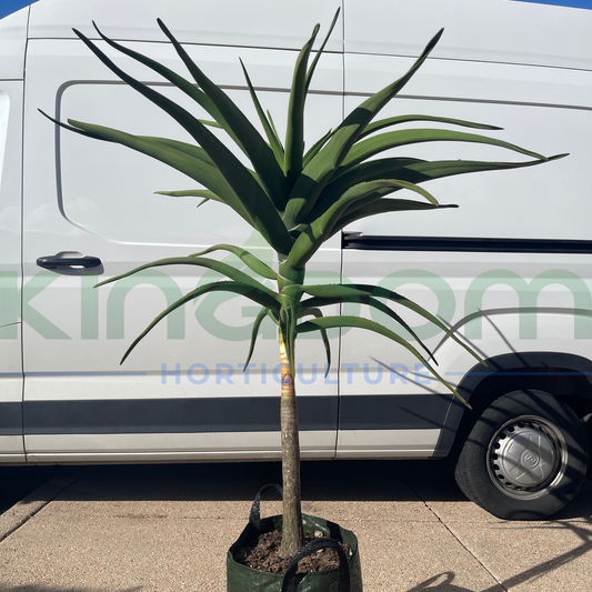 Aloe barberae 'Tree Aloe' | Single Head Kingdom Horticulture