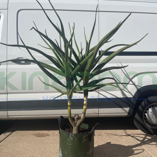 Aloe barberae 'Tree Aloe' | Double Head Kingdom Horticulture