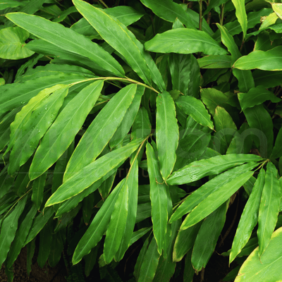 Alpinia nutans 'Dwarf Cardomom/Cardamom Leaf' | Multiple Sizes - Kingdom Horticulture