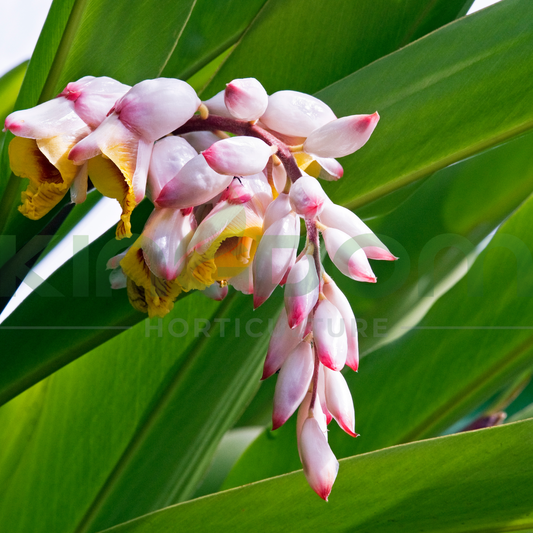 Alpinia henryi 'Pink' | Multiple Sizes Kingdom Horticulture