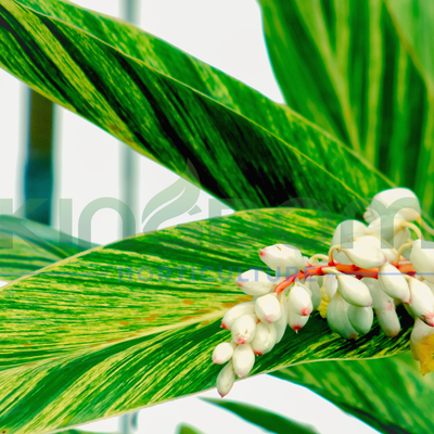 Alpinia zerumbet "Variegata"