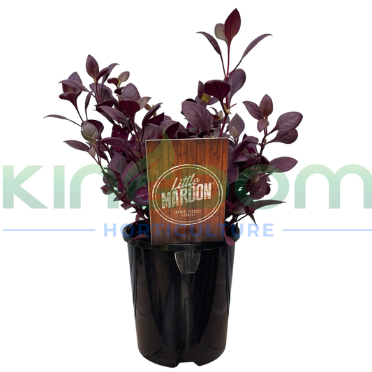 Alternanthera dentata 'Little Maroon' Kingdom Horticulture