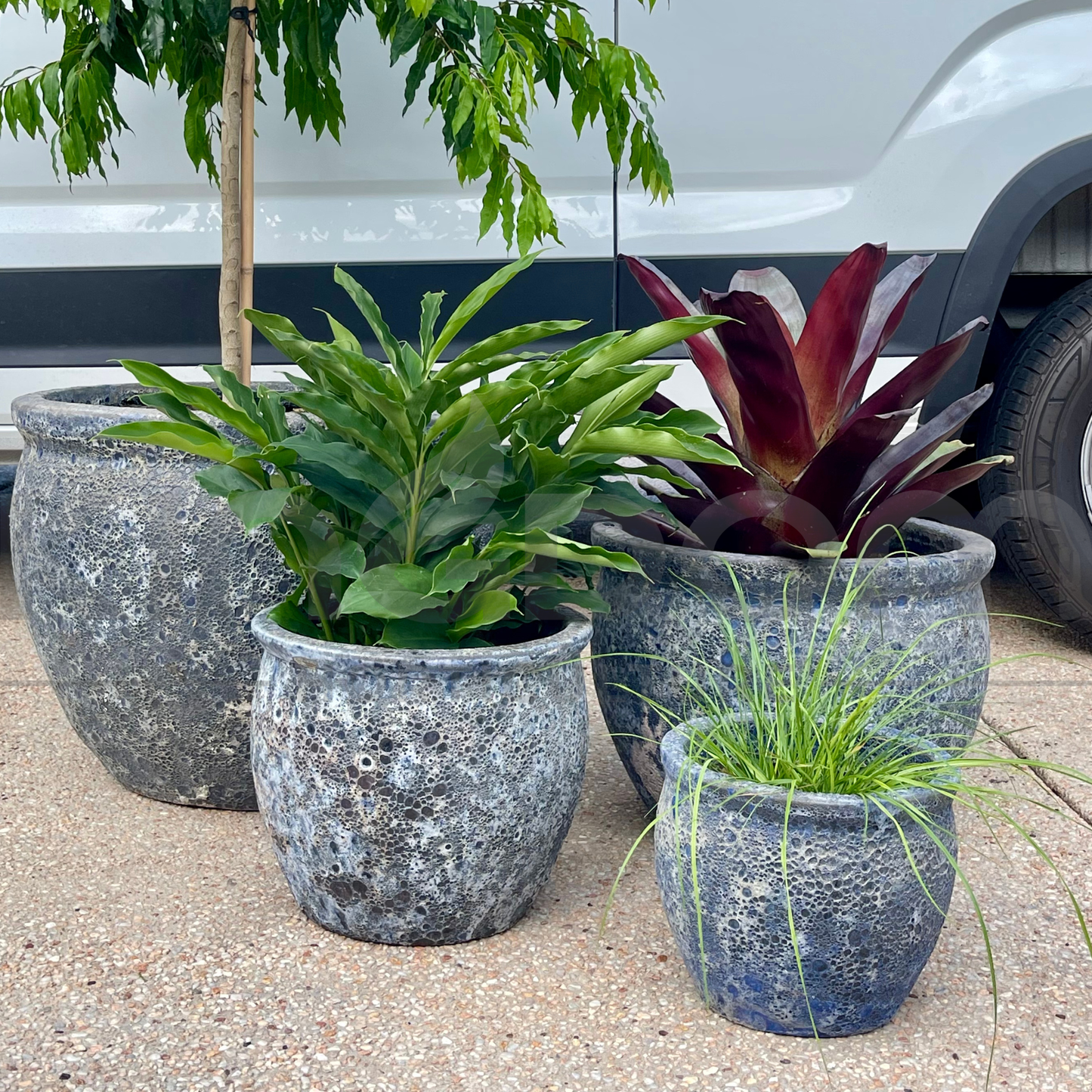 Ancient Cian Pot | 4 Sizes | Blue Kingdom Horticulture